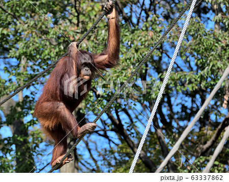 オランウータン オランウータン 63337862