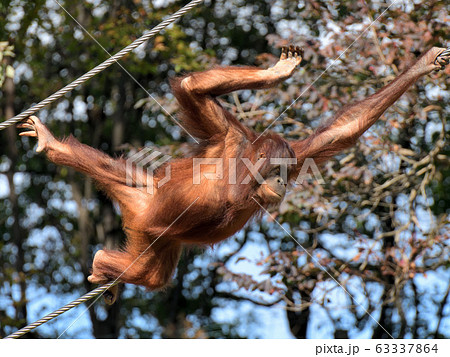 オランウータン オランウータン 63337864