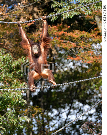 オランウータン オランウータン 63337866