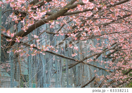江戸川区葛西の大寒桜 63338211
