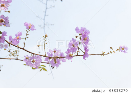 Lagerstroemia loudonii flowers Lagerstroemia loudonii flowers 63338270