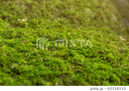 green moss texture background green moss texture background 63338310
