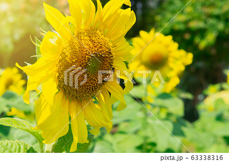 sunflower with bee sunflower with bee 63338316