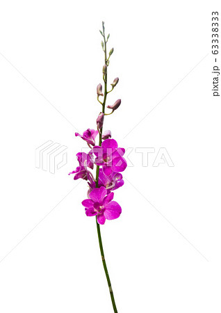 purple orchid isolated on white background purple orchid isolated on white background 63338333