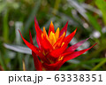 red bromeliaceae flower 63338351