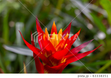red bromeliaceae flower 63338351