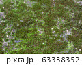 green mos texture 63338352