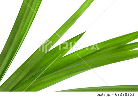 pandan leaves isolated on white background pandan leaves isolated on white background 63338353