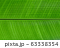 banana leaf background 63338354