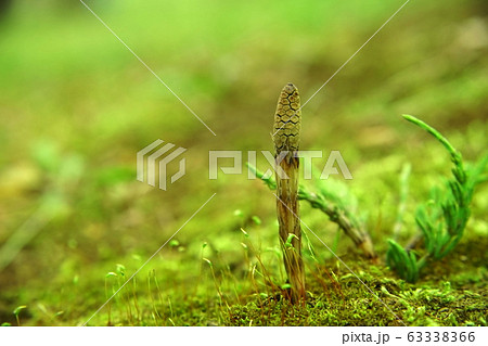 つくしんぼとスギナと苔 つくしんぼとスギナと苔 63338366