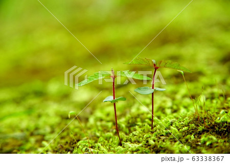 ケヤキの種からの芽出し 63338367