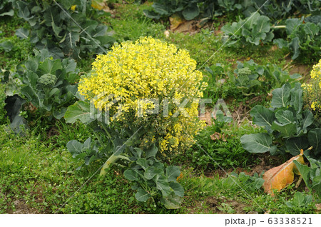 ブロッコリーの花 63338521