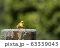 黄色い鳥 63339043