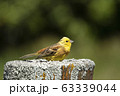黄色い鳥 63339044