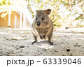 クオッカ 63339046