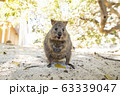クオッカ 63339047