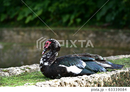 バリケン バリケン 63339084