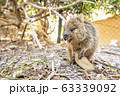 クオッカ 63339092