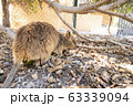 クオッカ 63339094