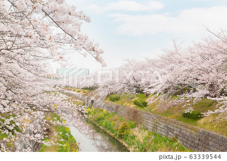 Beautiful pink cherry blossom in full bloom. Beautiful pink cherry blossom in full bloom. 63339544