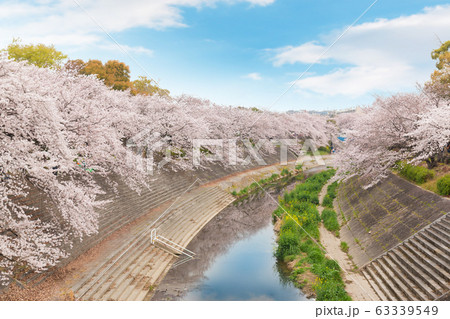 Beautiful pink cherry blossom in full bloom. Beautiful pink cherry blossom in full bloom. 63339549