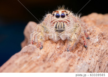 Jumping spider on timber in nature. Jumping spider on timber in nature. 63339565