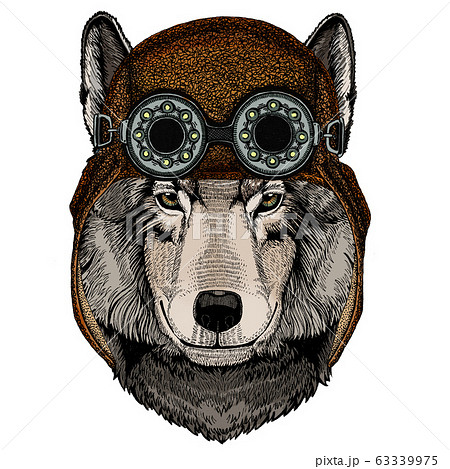 Wolf portrait. Head of wild animal. Aviator flying leather helmet with googles. 63339975