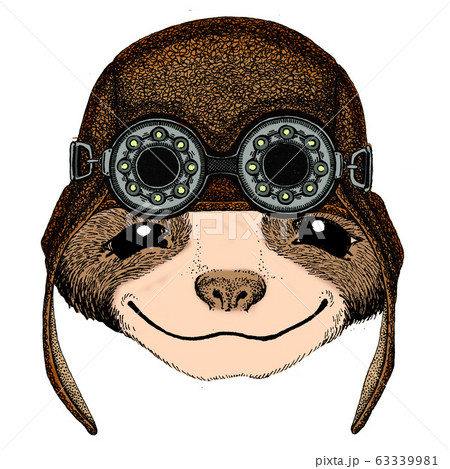 Sloth portrait. Face of cute animal. Aviator flying leather helmet with googles. Sloth portrait. Face of cute animal. Aviator flying leather helmet with googles. 63339981