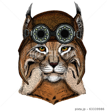 Lynx, bobcat, trot portrait. Head of wild cat. Animal face. Aviator flying leather helmet with googles. 63339986
