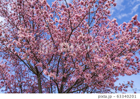 青空にオカメザクラ満開 63340201