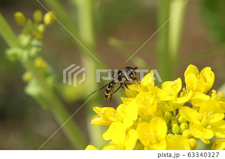 生き物　昆虫　コマバムツボシヒラタアブ、横から見ると貧弱なお腹。春の葉の花畑で 63340327