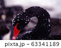 黒鳥　顔アップ 63341189