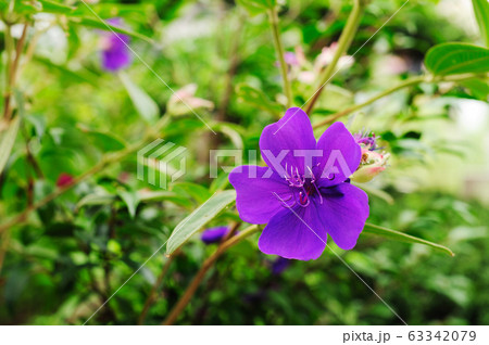 シコンノボタンの花の写真素材