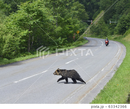 道路を横断するヒグマ(北海道・三国峠) 道路を横断するヒグマ(北海道・三国峠) 63342366