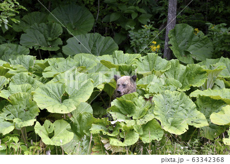 フキを食べるヒグマ（北海道・三国峠） 63342368