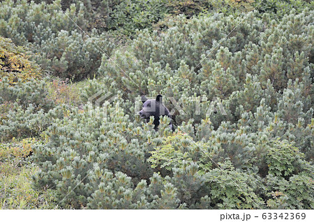 ハイマツの実を食べるヒグマ（北海道・知床） 63342369