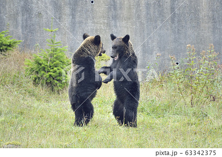 争うヒグマ（北海道・知床） 63342375