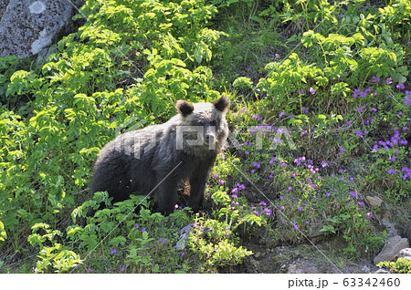 高山植物とヒグマ（北海道・知床） 63342460
