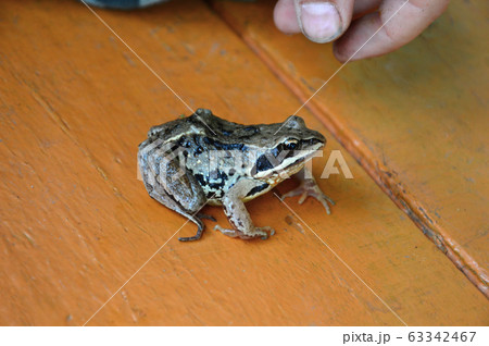 A frog-shaped toad (lat. Limnodynastes tasmaniensis) sits on a brown surface of a wooden floor. The boy brought her there. The boy's arms hung over the frog. 63342467