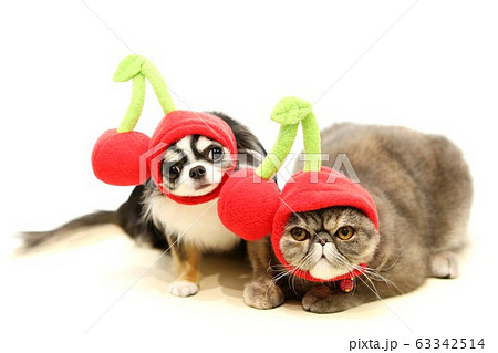 チワワとエキゾチックショートヘア 63342514