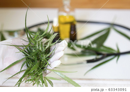 scientist holding cannabis flower 63343091