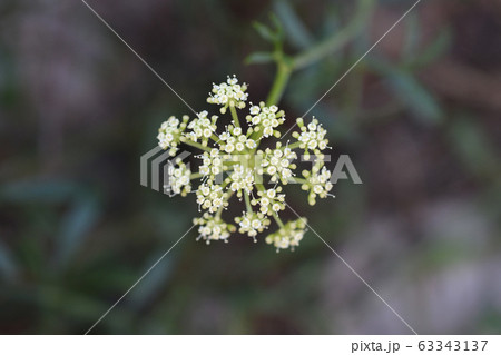 Sea fennel flowers Sea fennel flowers 63343137