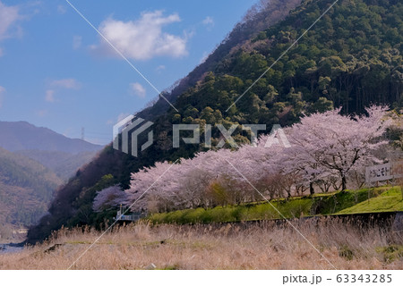 京都 亀岡 桜 線路 トロッコ 春 広告 素材 季節 四季 快晴 SNS 京都 亀岡 桜 線路 トロッコ 春 広告 素材 季節 四季 快晴 SNS 63343285