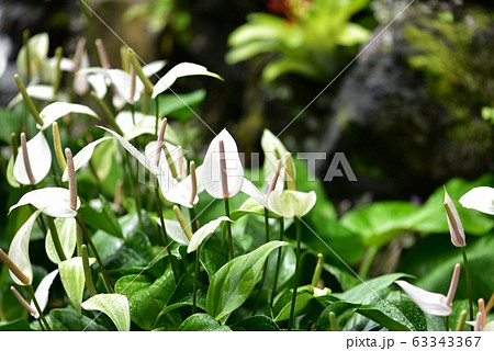 スパティフィラム　スパシフィラム　熱帯植物 63343367