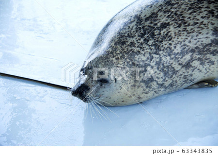 アザラシ アザラシ 63343835