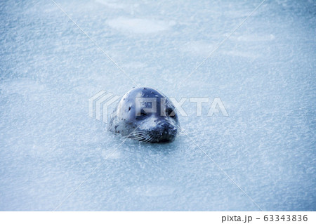 アザラシ 63343836