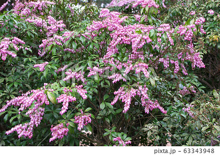 アカバナアセビ 63343948