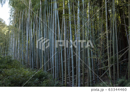 竹林 春 竹林 春 63344460