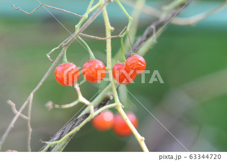 ヒヨドリジョウゴの実の写真素材