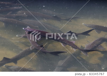 Sturgeon in fish farm 63345767